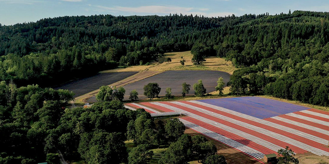 Dall'incontro tra la canapa e l'America all'evoluzione del loro rapporto