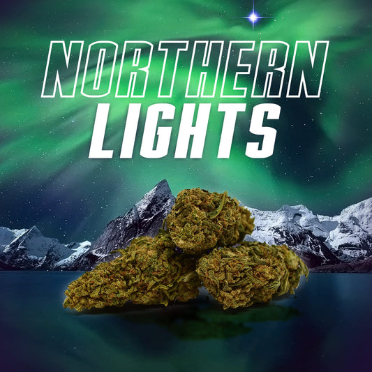 Northern Lights ✨ ✨