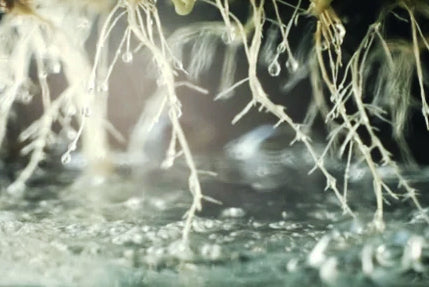 Hydroponinen CBD-viljely: vallankumous kannabisteollisuudessa?