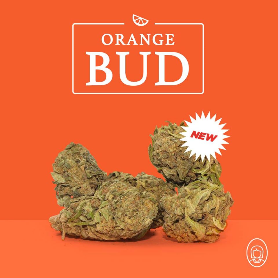 🍊 NOVÉ ORANGE BUD 🍊