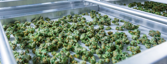Trend: the advantages of growing CBD in bioponies