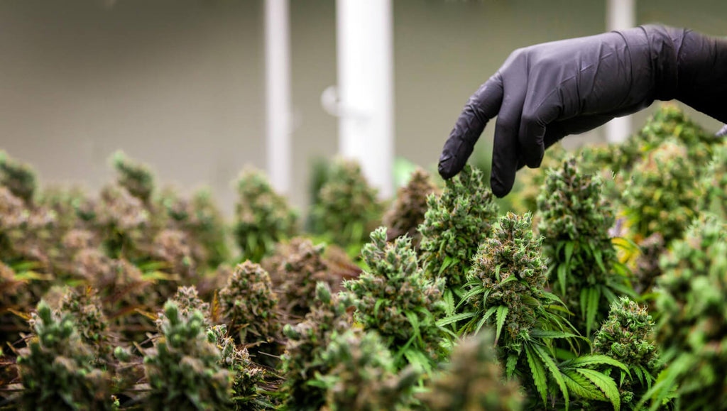 Kaikki orgaanisesta CBD:stä ja hampun viljelystä tuotteissamme.