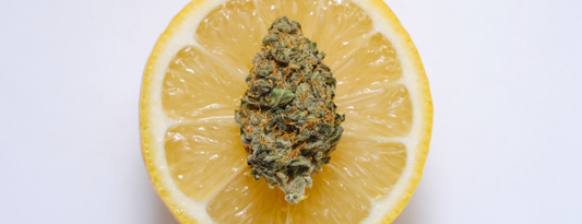 Origins and characteristics of the Lemon Haze variety