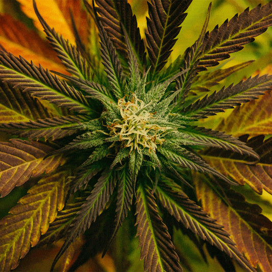 Entourage-effekten och cannabinoider