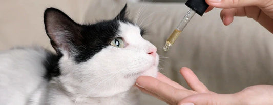 CBD-Öle für Katzen