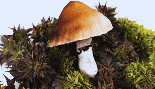 cbd-Pilz