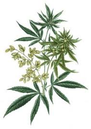 Hampa, en underbar växt som innehåller CBD (CBD-blommor och CBD-harts)