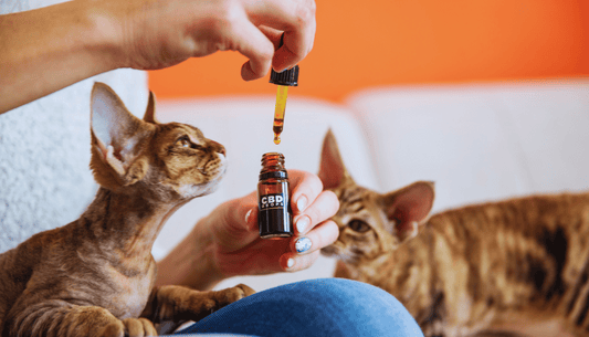 cbd-Katze