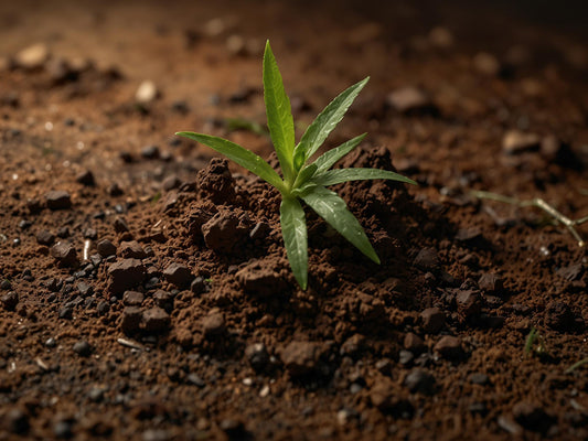 Tout savoir de la culture du CBD en sol vivant