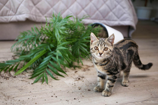 cbd djur fara
