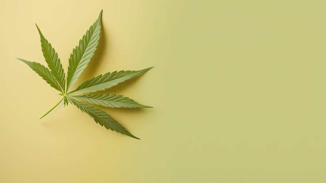 Come può il CBD interagire con il sistema endocannabinoide?