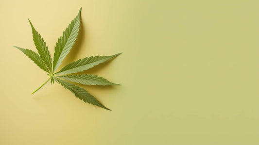 Hur interagerar CBD med det endokannabinoida systemet?