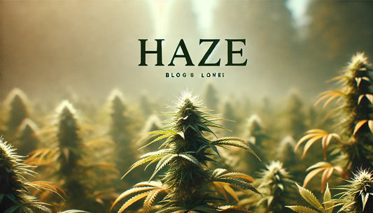 Tout savoir sur les variétés Haze du cannabis