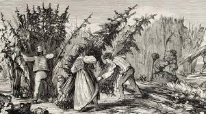 Definice a stručný úvod do historie konopí