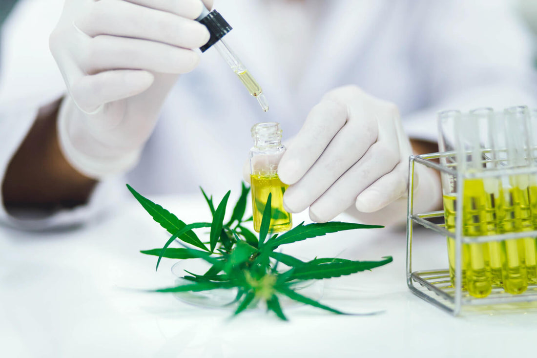 Alles über die Bioverfügbarkeit von CBD-Öl verstehen