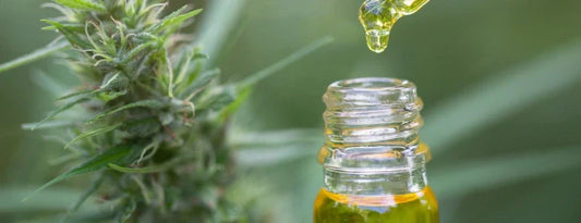 CBD-Öl