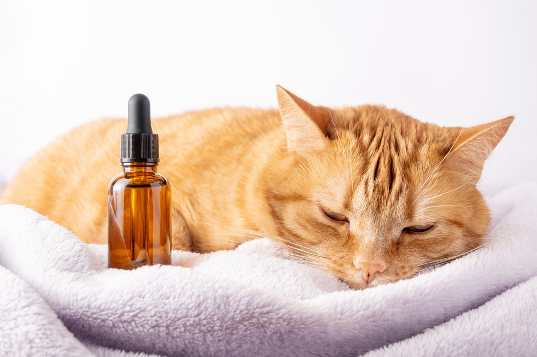 cbd animali domestici