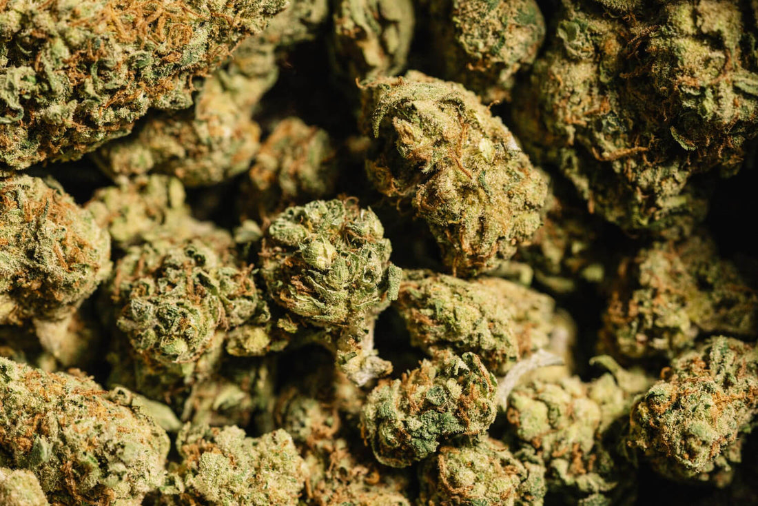 Las 10 mejores flores de CBD para fumar en 2025