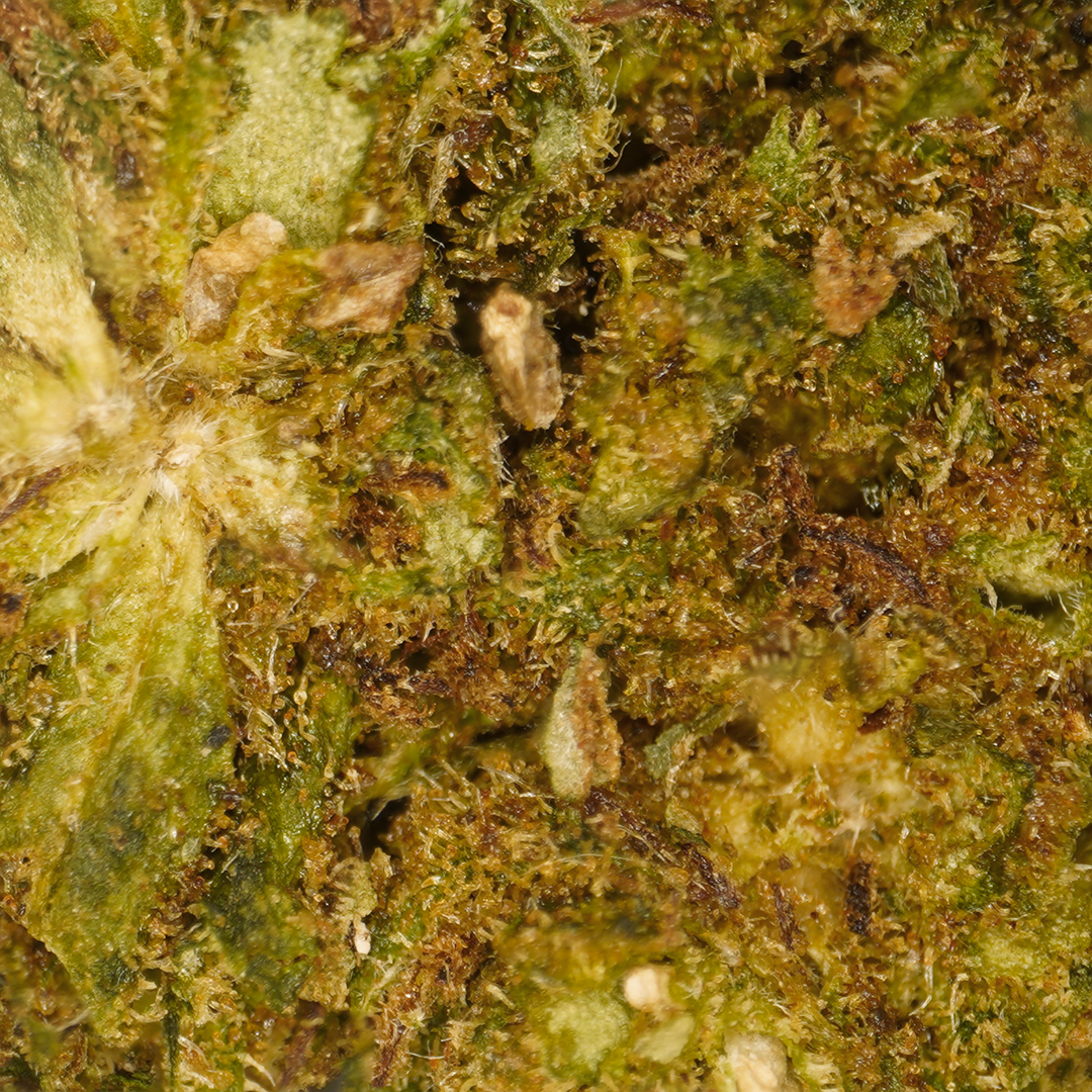 Cheese CBD Small Buds 🧀