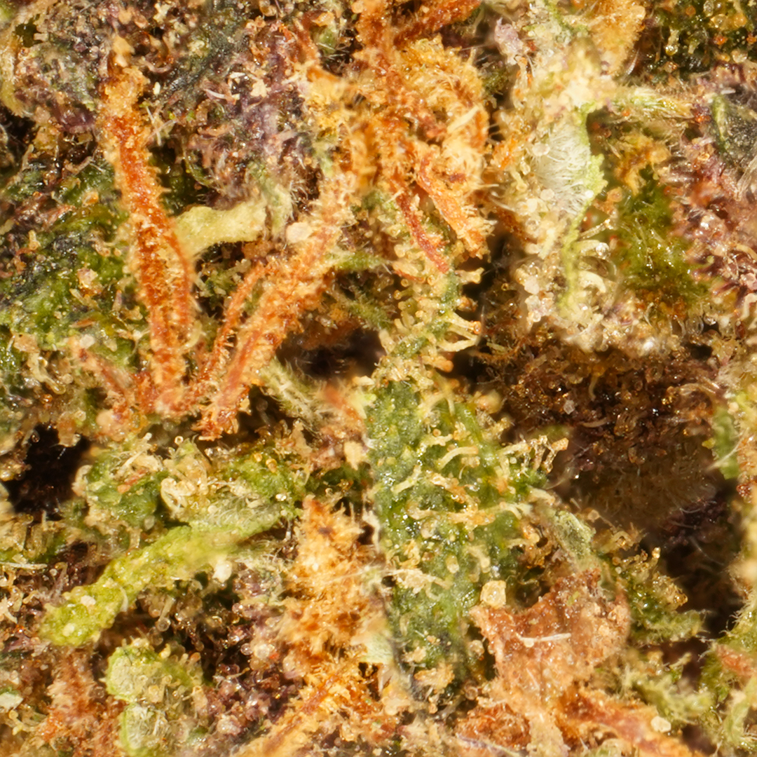 Purple Haze CBD Small Buds 🟣
