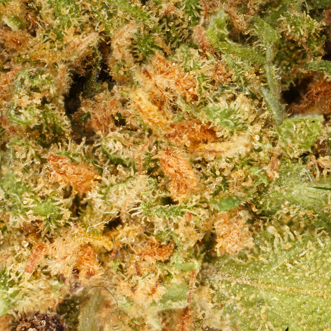 Tropical Haze CBD Kleine Topjes🌴