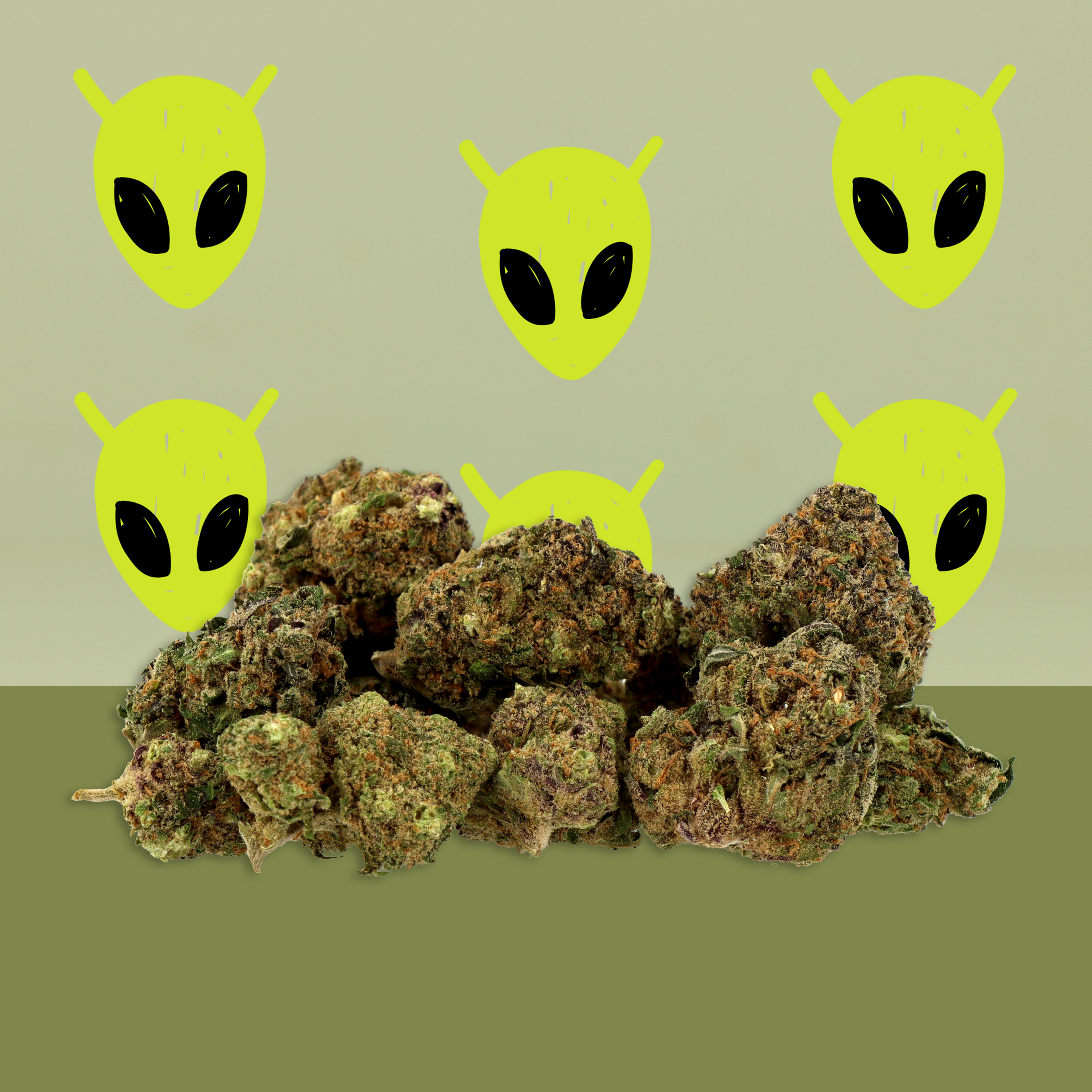 Alien Kush CBD ♂ [hydroponique]