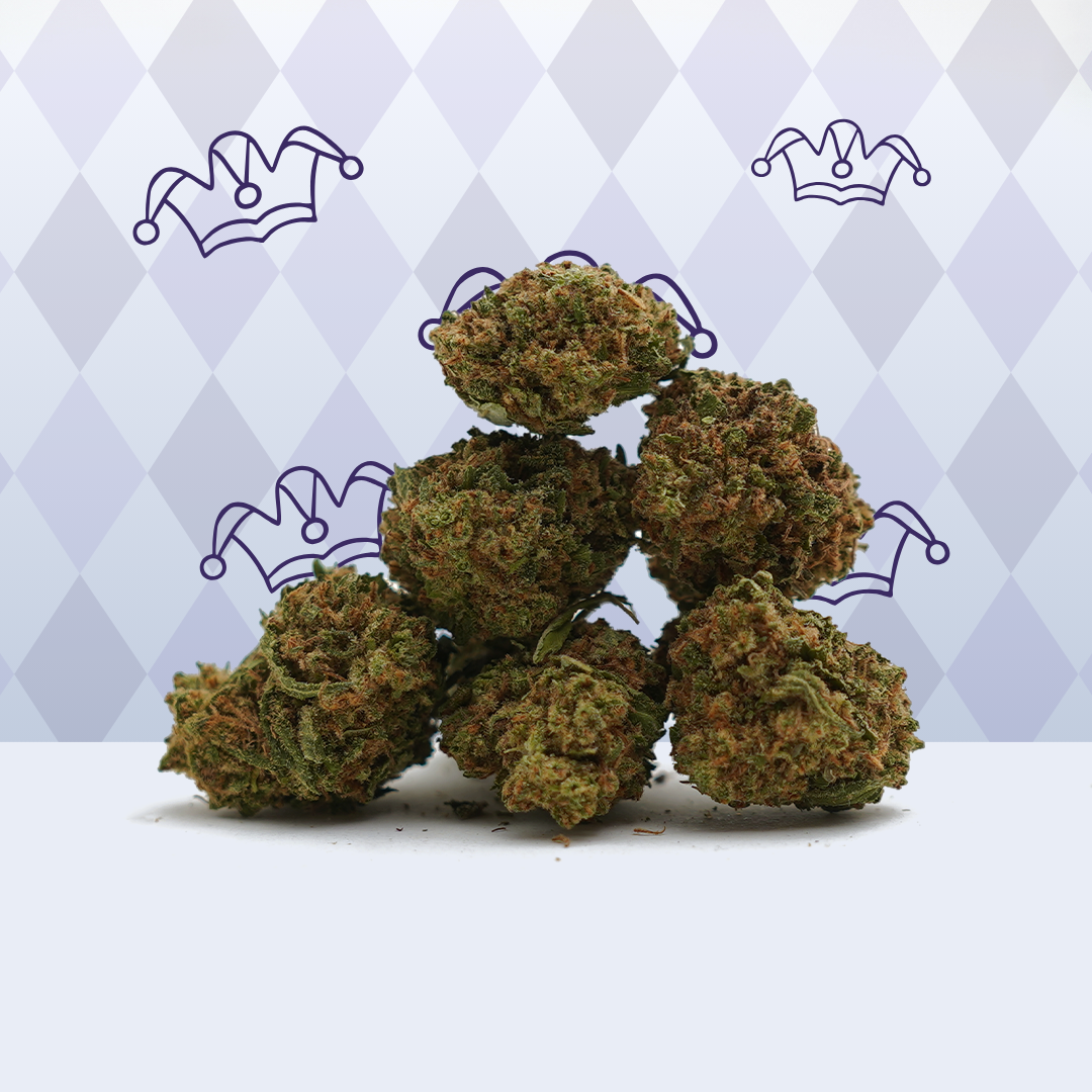Harlequin CBD [sous-serre]