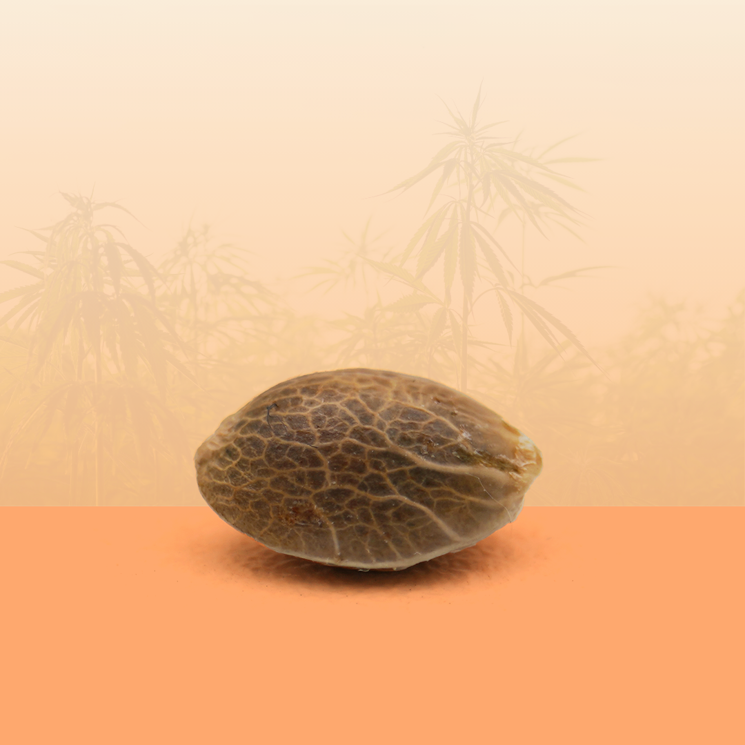 Feminized seeds - Sunset Sherbet THC đ§