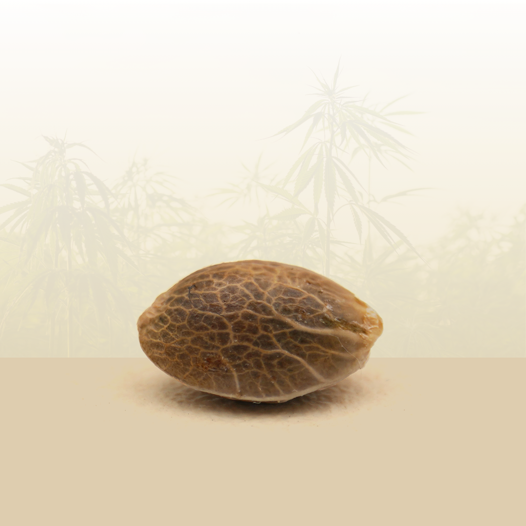 Feminized seeds - Wedding Cake THC đ
