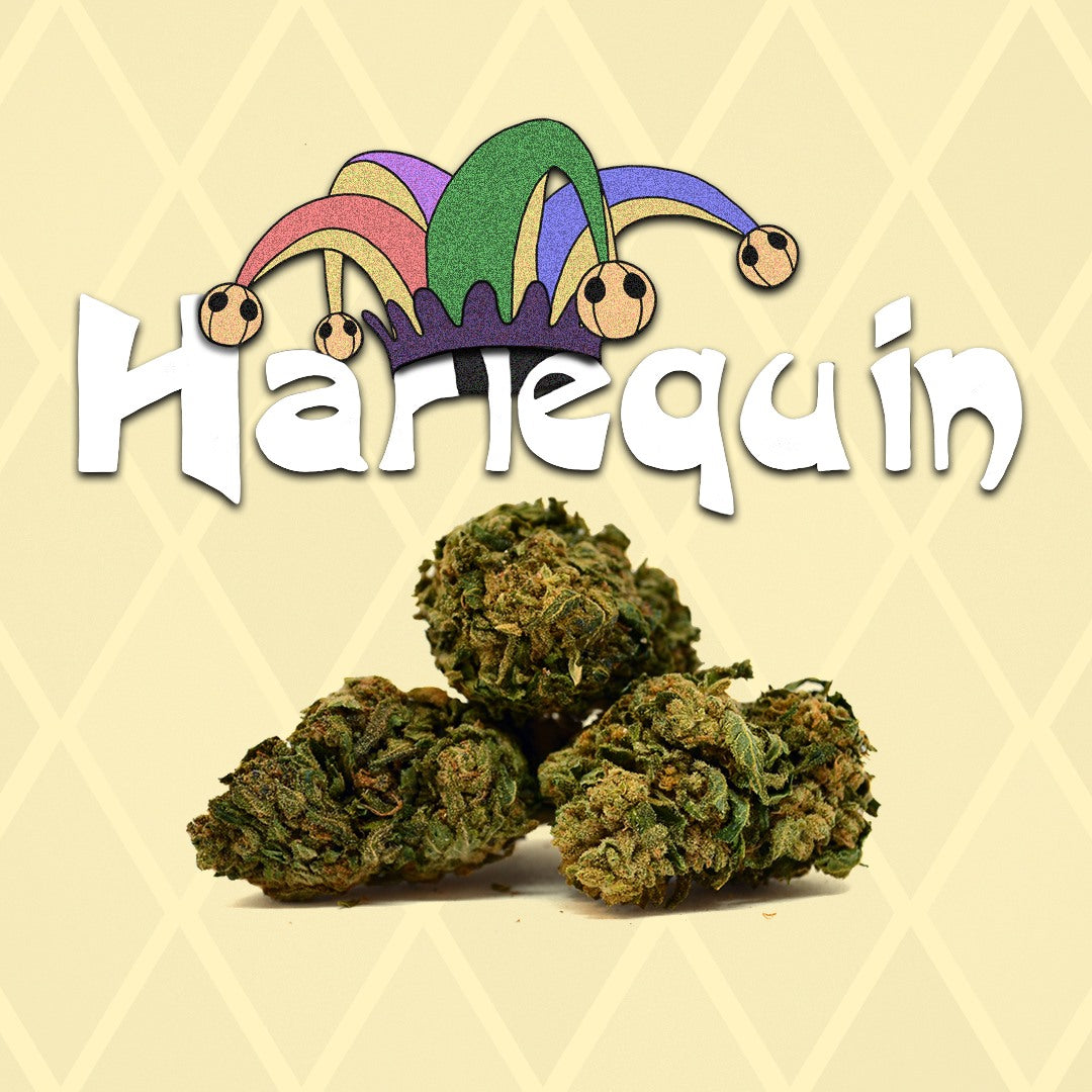 🤡 Harlequin 🤡