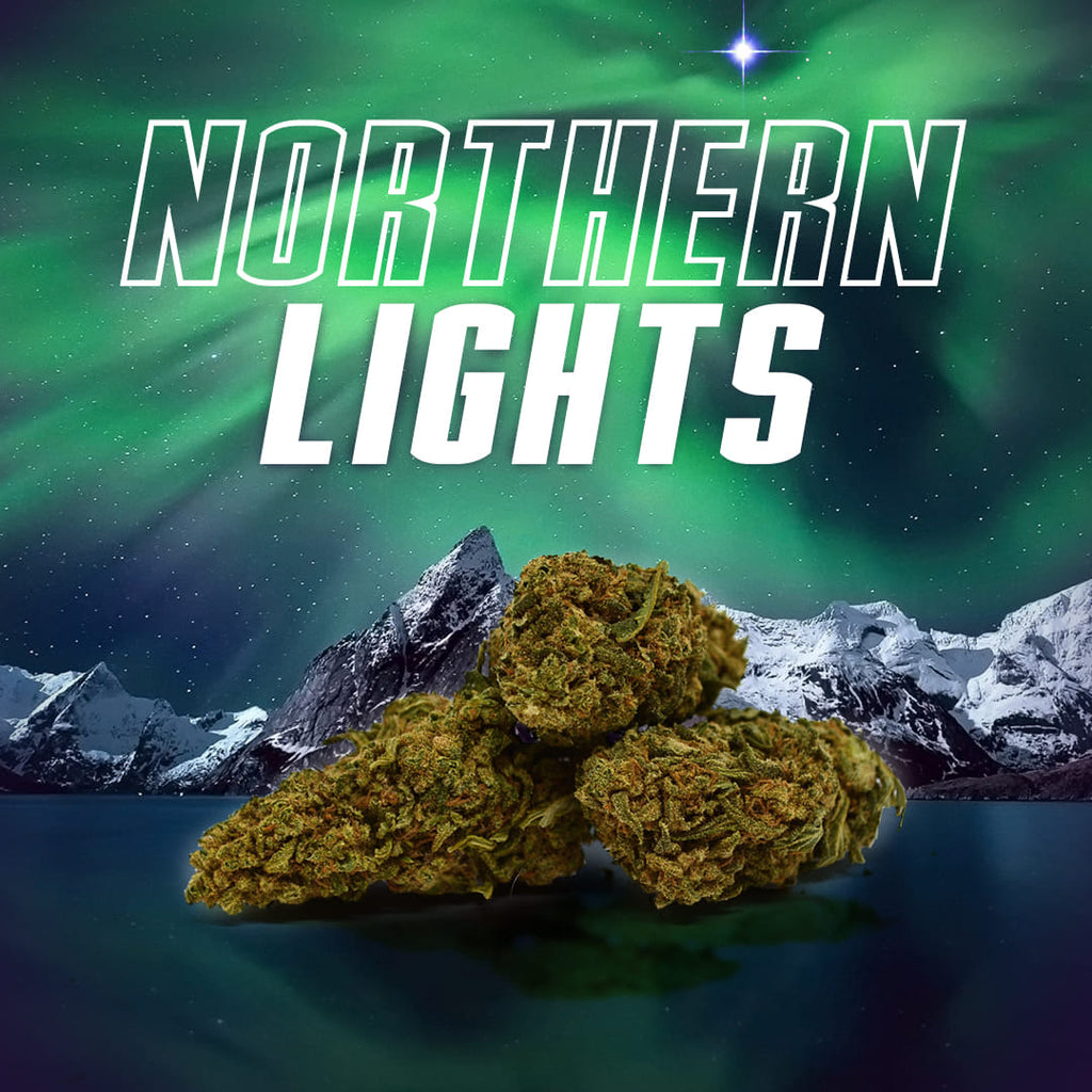 ✨ Northern Lights ✨