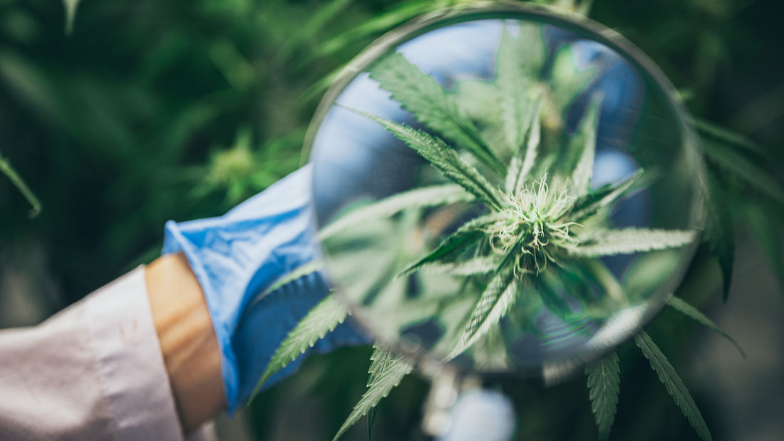 Erfahren Sie mehr über die Produkte THC-P: Ein exklusives Cannabinoid