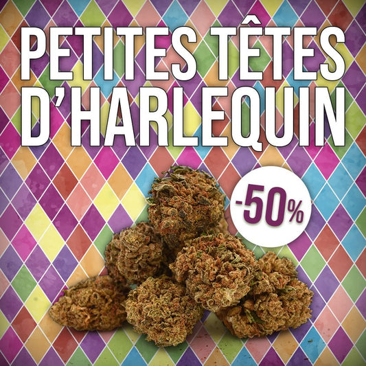 50% korting op onze Harlequin Petites Têtes! 🤡