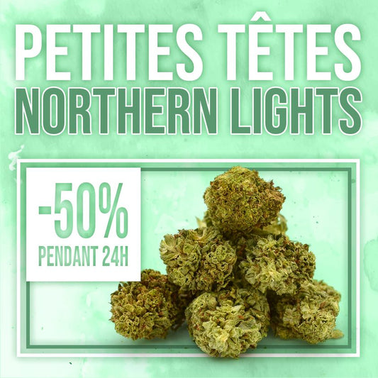 ¡-50% de descuento durante 24 horas en nuestras Northern Lights Petites Têtes! ✨
