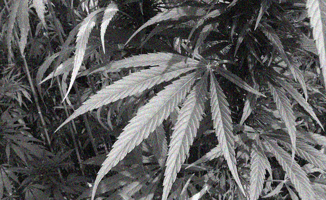 Mini-serie despre istoria cânepii