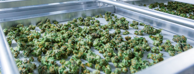 Tendință: beneficiile cultivării CBD în bioponii