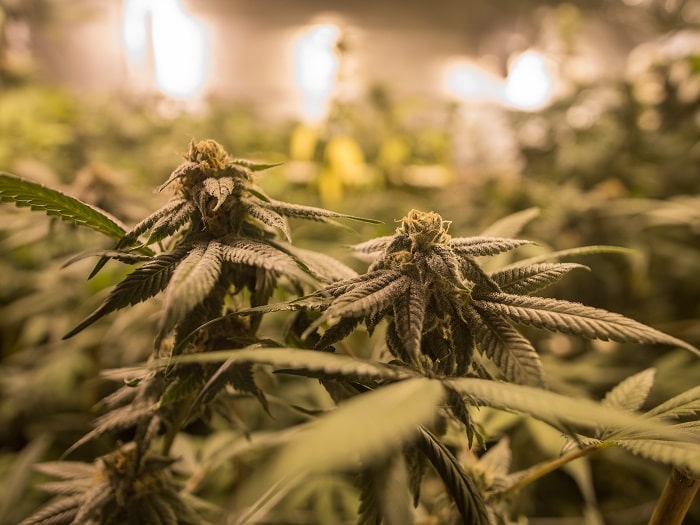 Siseruumides kasvatamine