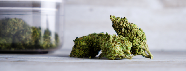 The Gorilla Glue  variety: characteristics and origins