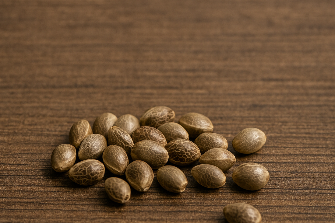 Cannabis seeds: a new collection to discover