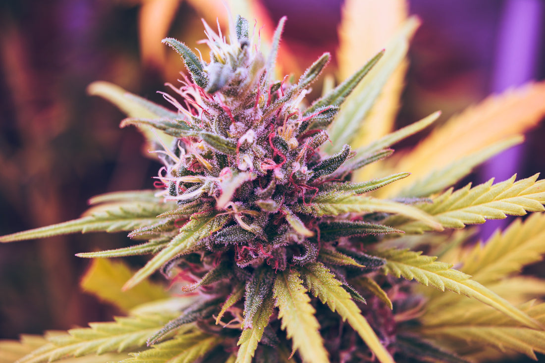 Vse, kar morate vedeti o terpenih