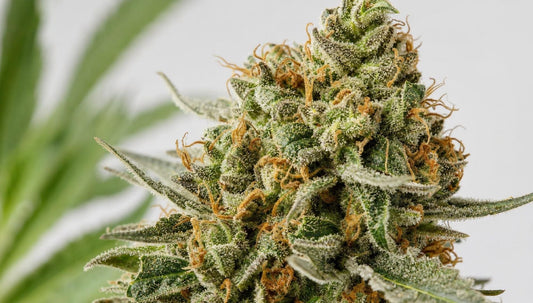 Macro d'une fleur de chanvre : calices, pistils orangés et trichomes