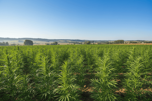 champs de chanvre CBD