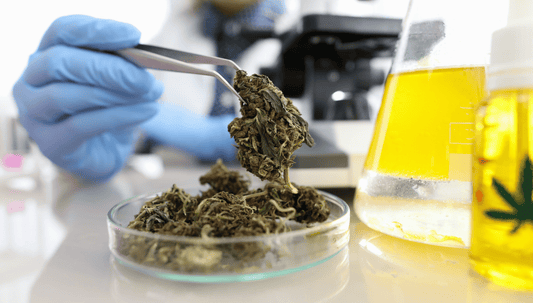 cannabinoïde cbd