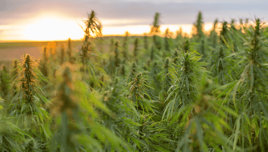 Cannabaceae 