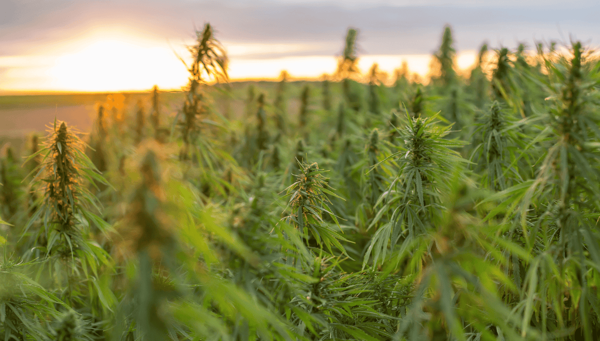 Cannabaceae 