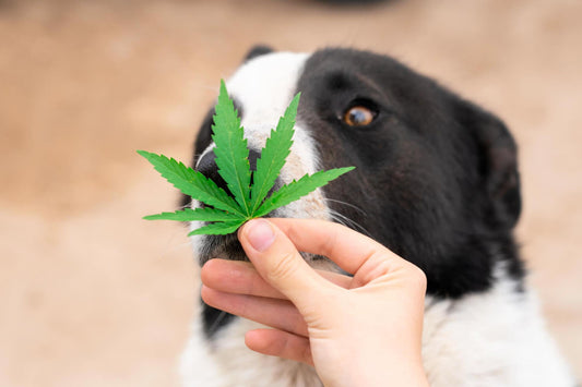 Wie kannst du deinem Haustier CBD geben?