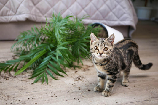 Is CBD dangerous for animals? A few precautions to take