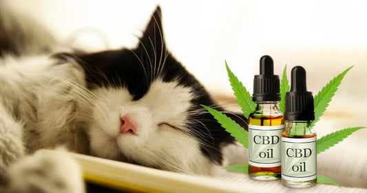ruhige cbd-Katze