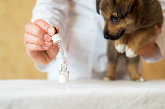 Dosificar correctamente el aceite de CBD de su perro
