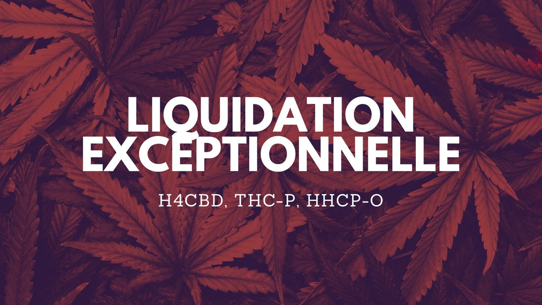 LIQUIDAÇÃO EXCEPCIONAL: - 50% H4CBD, THC-P, HHCP-O